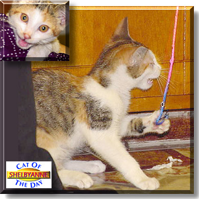 Shelbyanne, the Cat of the Day