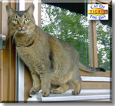 Tigris, the Cat of the Day