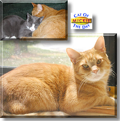 Mickie, the Cat of the Day