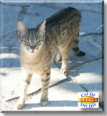 Greta, the Cat of the Day