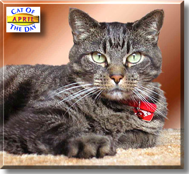 April, the Cat of the Day