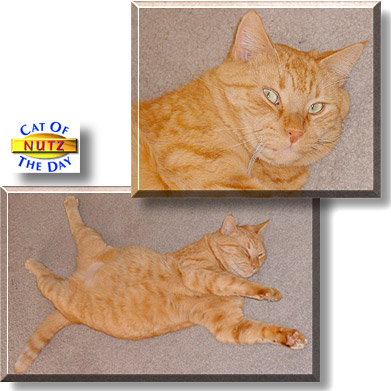 Nutz, the Cat of the Day