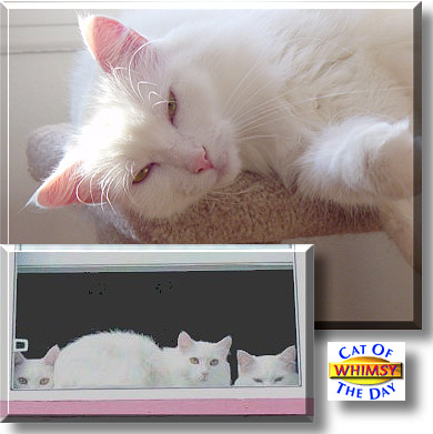 Whimsy, the Cat of the Day