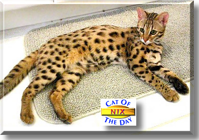 Nix, the Cat of the Day