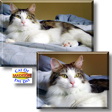 Madison, the Cat of the Day