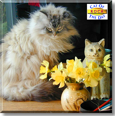 Roca, the Cat of the Day