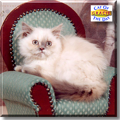 Gracie, the Cat of the Day