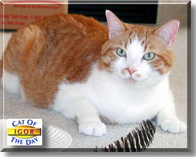 Igor, the Cat of the Day