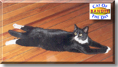 Bandit, the Cat of the Day