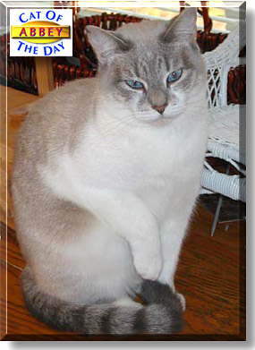 Abbey, the Cat of the Day