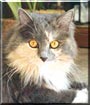 Tasha