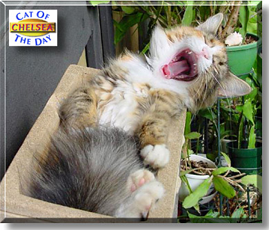 Chelsea, the Cat of the Day