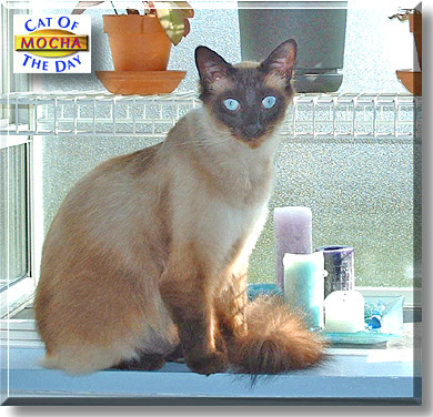 Mocha, the Cat of the Day