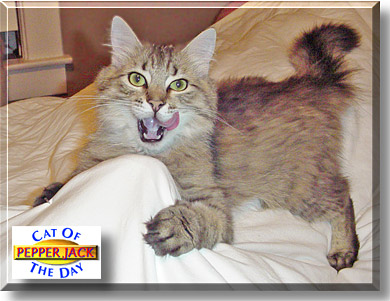 Pepper Jack, the Cat of the Day