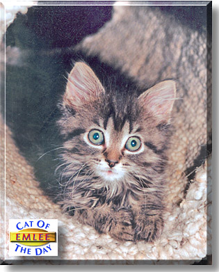 Emlee, the Cat of the Day