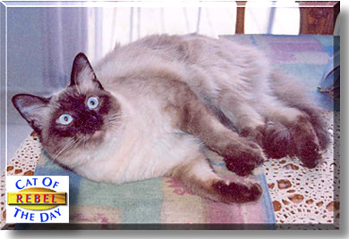 Rebel, the Cat of the Day