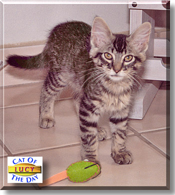 Lucy, the Cat of the Day