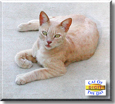 Digit, the Cat of the Day