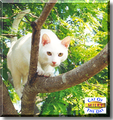 Milky, the Cat of the Day