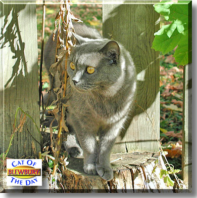 Blewbury, the Cat of the Day