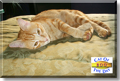 Boo, the Cat of the Day