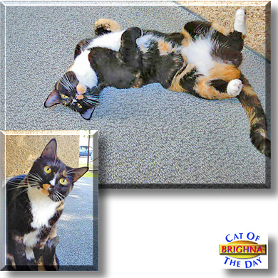 Brighna, the Cat of the Day