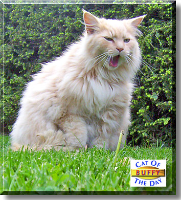 Buffy, the Cat of the Day