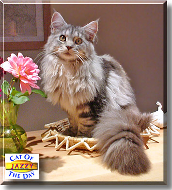 Jazzy, the Cat of the Day