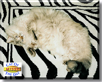Missy, the Cat of the Day