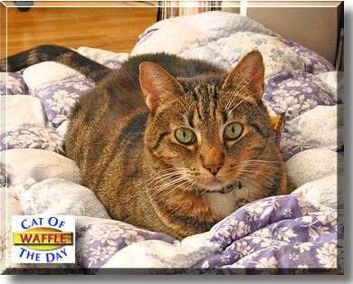 Waffle, the Cat of the Day