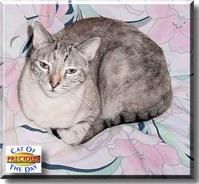 Precious, the Cat of the Day