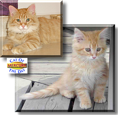 Mercury, the Cat of the Day