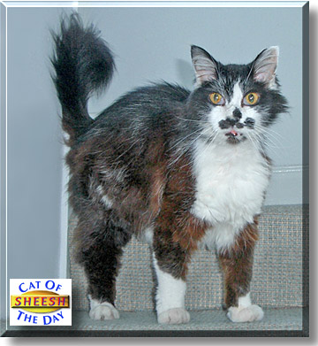 Sheesh, the Cat of the Day
