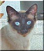 Mocha