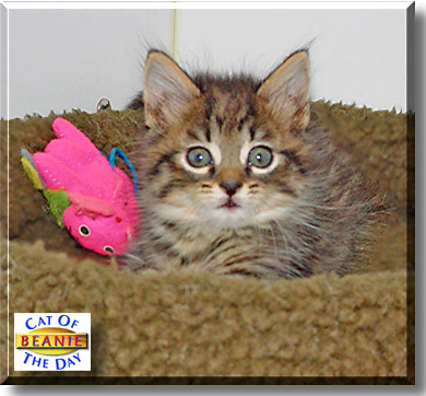 Beanie, the Cat of the Day