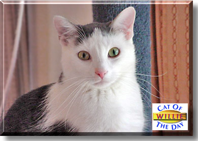 Willie, the Cat of the Day