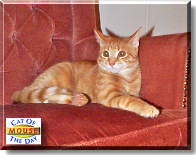 Mouse, the Cat of the Day