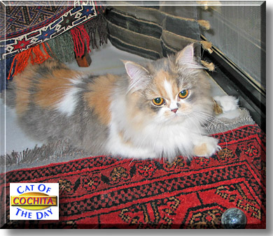 Cochita, the Cat of the Day