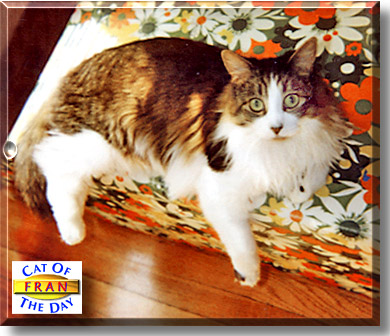 Fran, the Cat of the Day