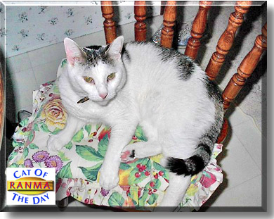 Ranma, the Cat of the Day