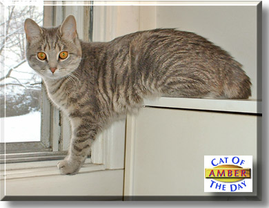 Amber, the Cat of the Day