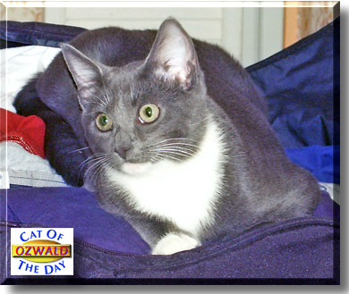 Ozwald, the Cat of the Day