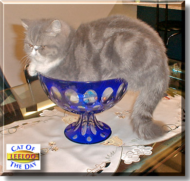 Leeloo, the Cat of the Day