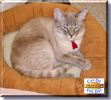 Frankie, the Cat of the Day