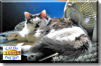 Eddie, the Cat of the Day