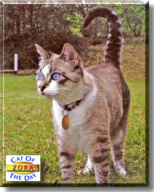 Zora, the Cat of the Day
