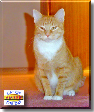 Amber, the Cat of the Day