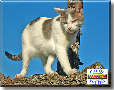 Mamacita, the Cat of the Day