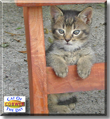 Cobweb, the Cat of the Day