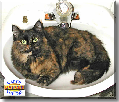 Dancer, the Cat of the Day